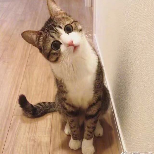 🎾🎾🎾🎾🎾🎾 头像