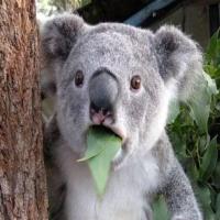 随便叫什么吧 头像