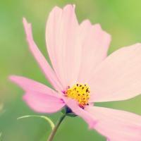 专业跑龙套 头像