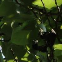 好的靖哥哥 头像