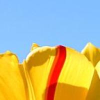 是一只可爱的小仙女哇 头像