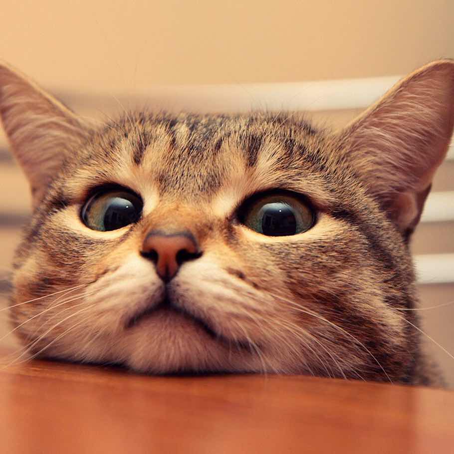 🎉 盒蜡蜡 头像