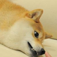 疯狂的二蛋 头像