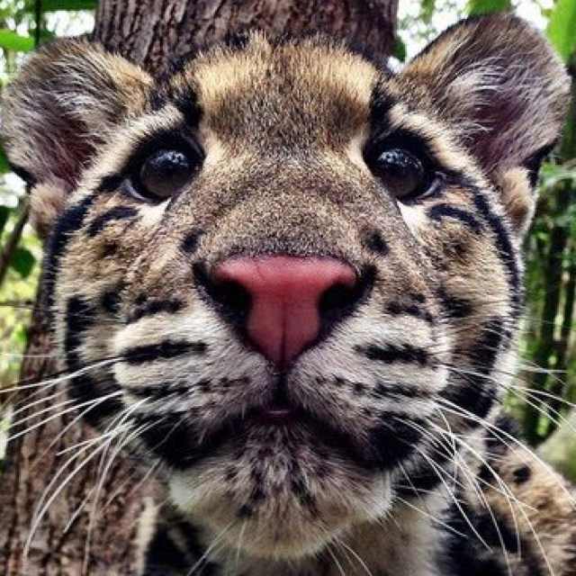 🦈智慧的大圆脸🌚 头像