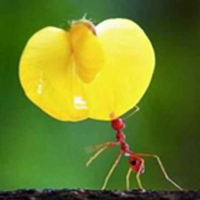 放星星的羊 头像