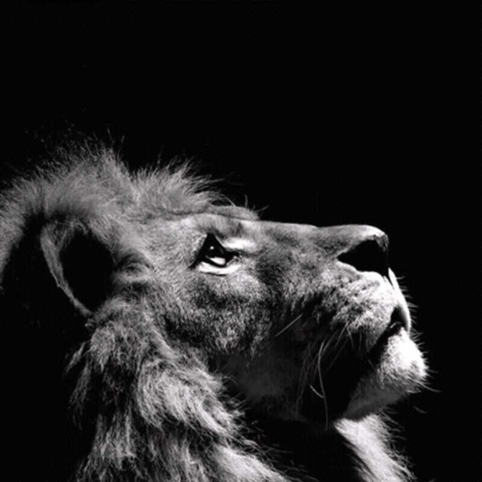 花生Endeavor 头像