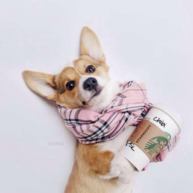 飞天遁地柯基犬 头像