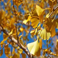 追鱼的飞鸟 头像