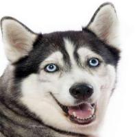 发愤图强的肥英短 头像