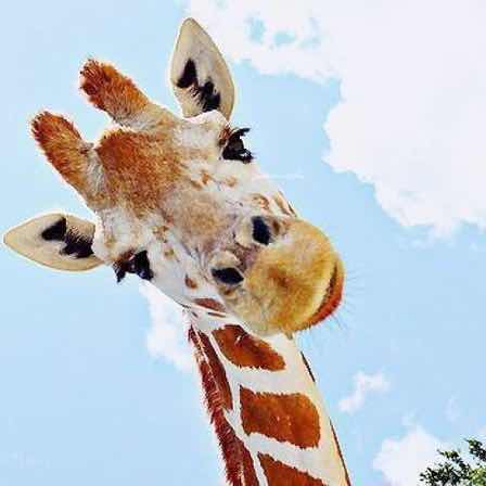 孟康🍻🏓 头像