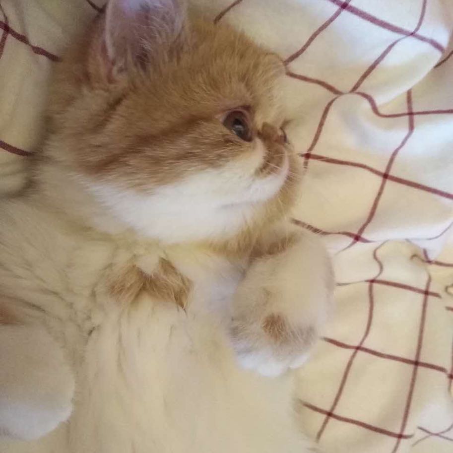 石宝宝过注会👏🏻 头像