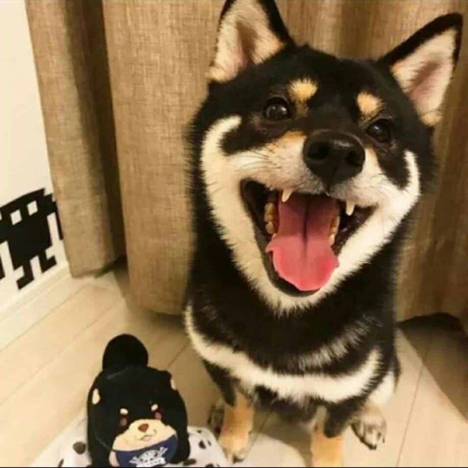 Halfboiled-潮 头像