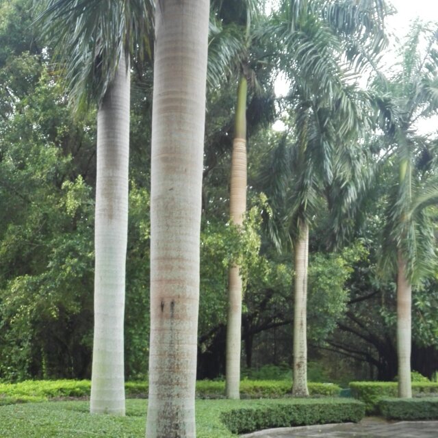 仰望摩天轮 头像