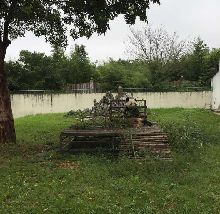 这只panda叫亮亮 头像