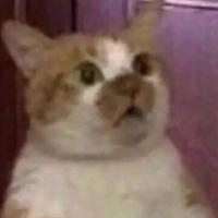 萌新长颈鹿 头像