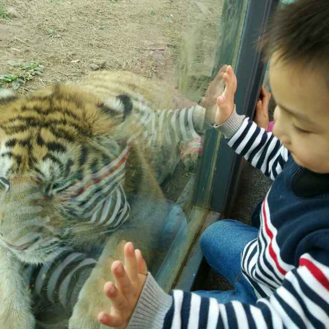 眺望海的狐 头像