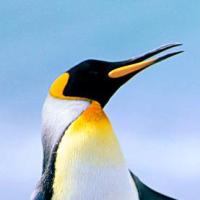 九门提督-超 头像