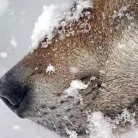 啊啊啊啊啊啊啊嚏 头像