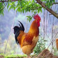 抽风的凹凸曼 头像