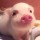 何茜的猪 头像