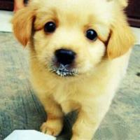 zhaohuihuihui 头像