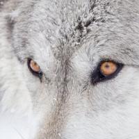 WilliamCooper 头像