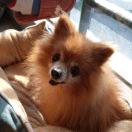 胡稼 Thomas 头像