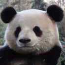 我是这片苞米地的王 头像