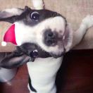 👌陈公朔 头像