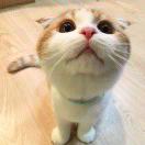 Sera ʕ•̫͡•ʔ 头像