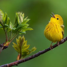 大鸽子大大 头像