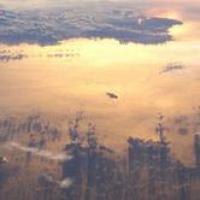 长翅膀的猪 头像