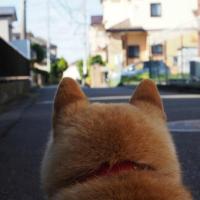 潘斯洛夫斯基 头像