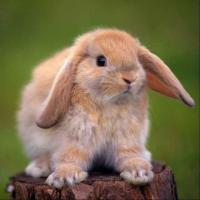 悟能的师兄 头像