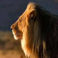 大不列颠游侠 头像