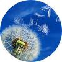 无知的小灰灰 头像