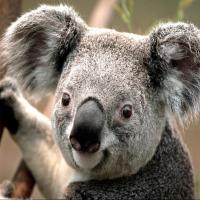 ProcessOn官方 头像