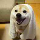 来条士力架 头像