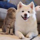 糖先森Adrain 头像