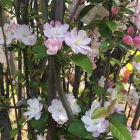 德衡所律师马凤 头像