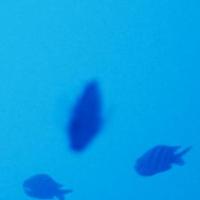 hellozhongying 头像