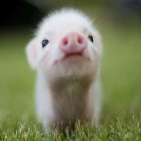 small_pig 头像
