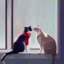 修行的猫咪 头像