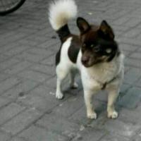 阿喀琉斯初代 头像