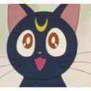 暴走的考拉 头像