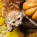 公子世无双 头像