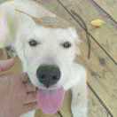 非洲第一白 头像