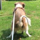 Cobetter-付小灵 头像