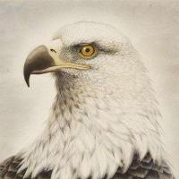 MZ石头过河 头像