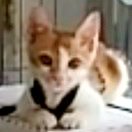 不一样的明天 头像